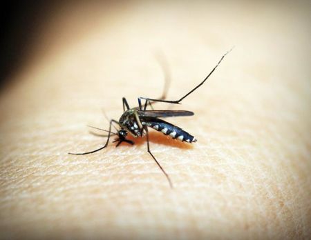 Ето как да се спасим от комарите, без да даваме пари за препарати