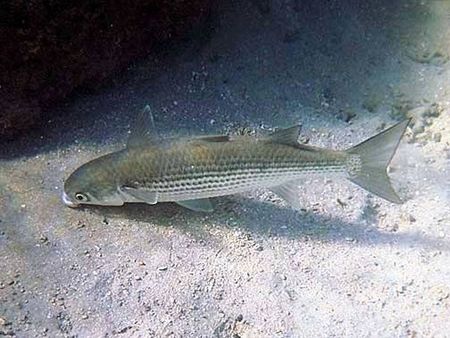 Нови видове риба плъзват в Черно море