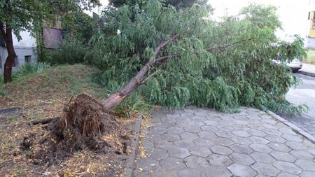 10-метрово дърво се стовари върху дете