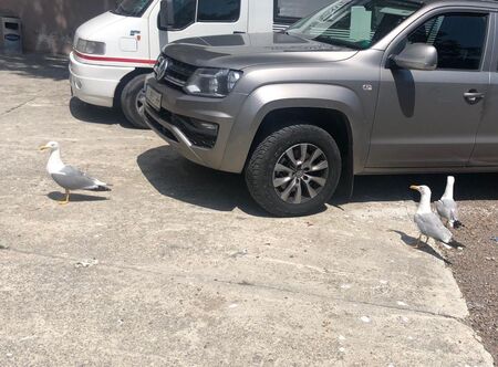 Майка на бебе в шок: Гларус опита да ме убие на бургаския пл.Тройката