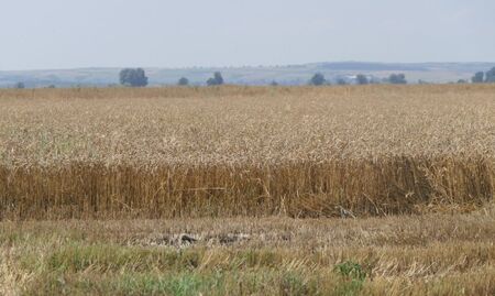 Сушата доведе до рекордно нисък добив на пшеница