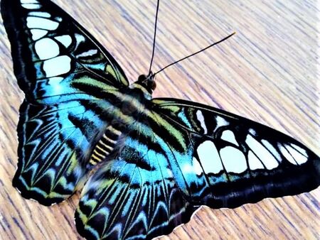 В Бургас откриха жива изложба с някои от най-красивите тропически пеперуди