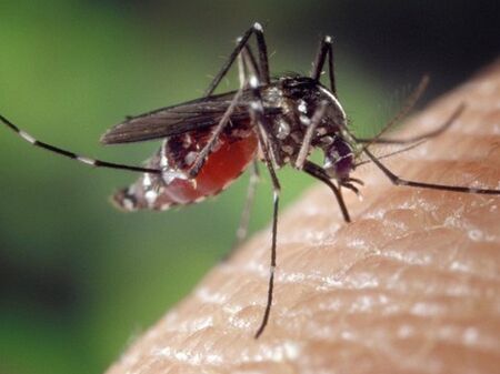 Хората с кръвна група В са "най-вкусни" за комарите?