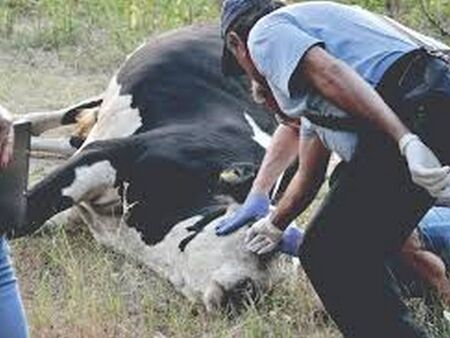 БАБХ разкри с какво са отровени кравите в р. Марица