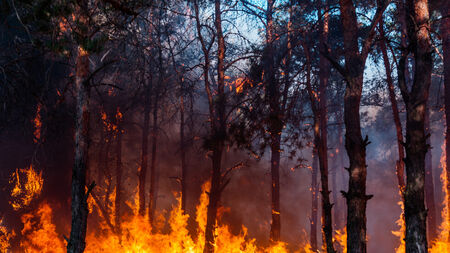 Пожарникари успяха да спасят 30 дка смесена гора край Шивачево