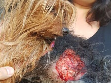 Питбул нахапа жестоко кучето на известен фолкизпълнител