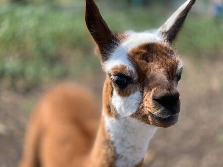 Животните в Зоопарк Бургас се множат постоянно – днешното бебе е лама алпака