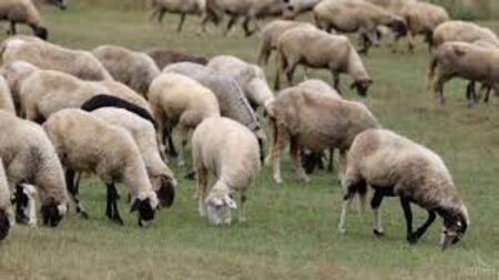 Внимание шофьори! Овце изскочиха на АМ "Тракия" при Ихтиман