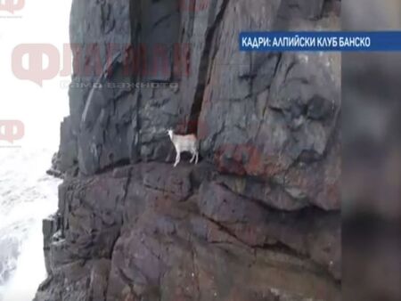 Алпинисти спасиха коза край Каваците
