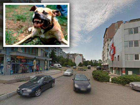 Нов кошмар с питбул в Бургас: Куче разкъса зверски бременна котка