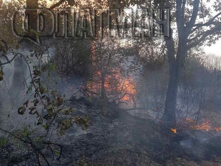 Силният вятър възобнови пожара край село Граничар, гори боровата гора на границата
