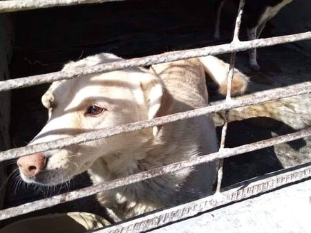 Бургаският приют за кучета е препълнен! Искате ли да осиновите четириного
