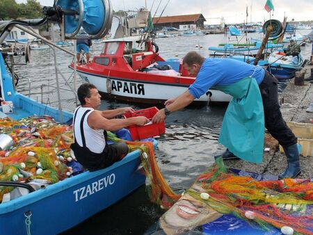 Радост за рибарите в Царево! Морето завря от пасажи паламуд