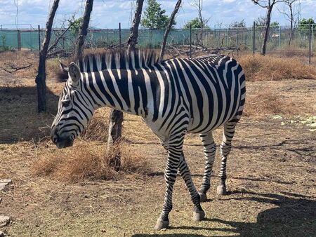 Бургаският зоопарк се сдоби с уникална зебра
