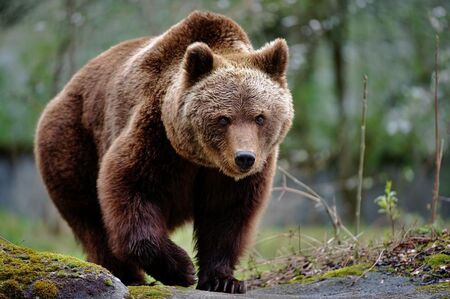 13 нападения от мечки в Смолянско през септември