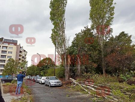 Бургазлии зоват: Отрежете тези тополи, за да не стане смъртен случай