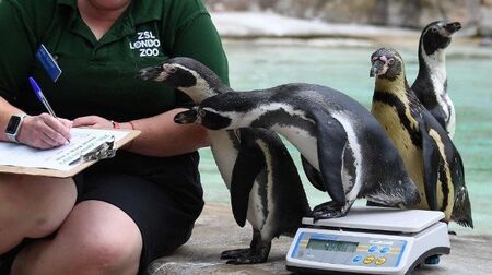 Най-възрастният пингвин влезе в "Рекордите на Гинес"