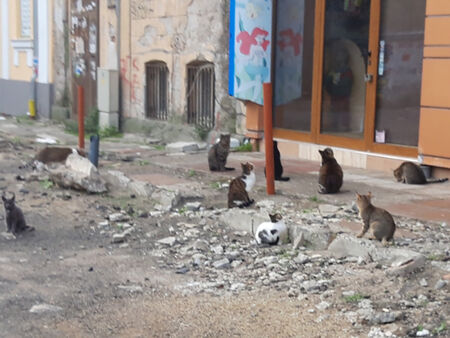 Сигнал до Флагман.БГ: Котките на ул. „Алеко Константинов“ в Бургас са напаст, вземете мерки