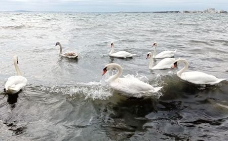 50 красиви бели лебеда радват поморийци (СНИМКИ, ВИДЕО)