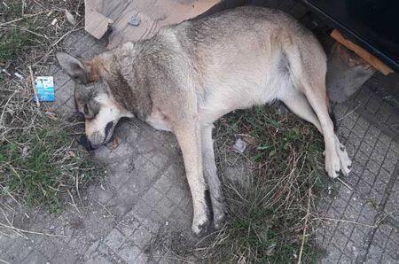 Изроди тровят кучетата в Созопол, Общината с важно съобщение