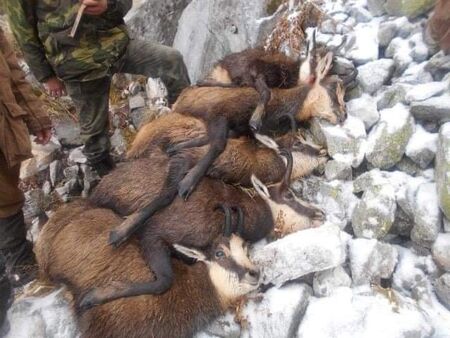 Ужасяваща гледка! 14 бременни диви кози убити в Пирин