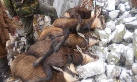 5 г. затвор за убиеца на бременните диви кози в Пирин