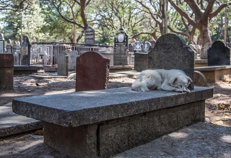 Предано куче вече три години не се откъсва от гроба на стопанина си