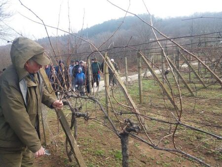 На Трифон Зарезан избират най-доброто вино в Малко Търново