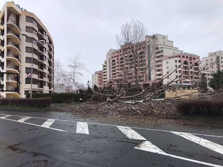 Силният вятър събори дърво върху оградата на хотел в Слънчев бряг