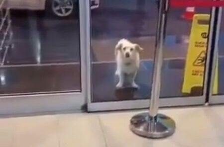 Трогателна история: Куче чака 6 дни своя стопанин пред болница (ВИДЕО)
