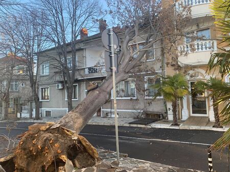 Ураганният вятър в Поморие изкорени 100-годишно дърво, запрати го в терасите на луксозен хотел