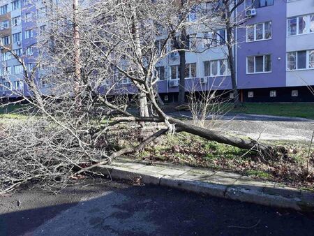 Вятърът събори снощи 20 дървета и стотици клони в Бургас, цяло щастие е, че няма пострадали