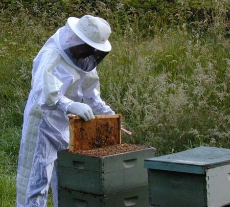 Пчеларите на нож срещу държавата – няма мярка, която да компенсира загубите им