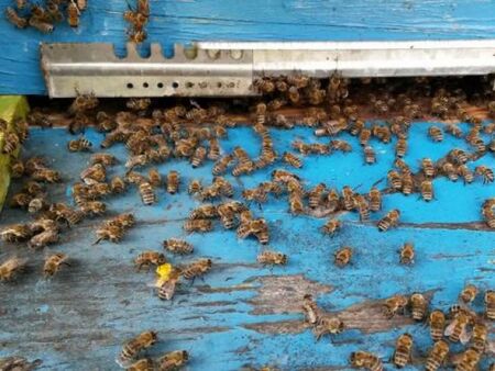 БАБХ започва масови проверки за състоянието на пчелните семейства