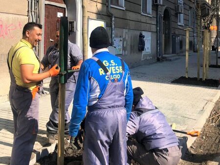 Днес засадиха първите нови дръвчета по ул."Св.св.Кирил и Методий" в Бургас