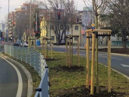 Засаждат от новите дръвчета и по бул."Демокрация"