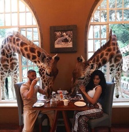 Фризьорът на Николета и гаджето му хапват с жирафи