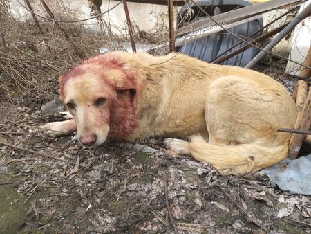 Брутално зверство! Неизвестни се опитаха да скалпират куче в Бургас