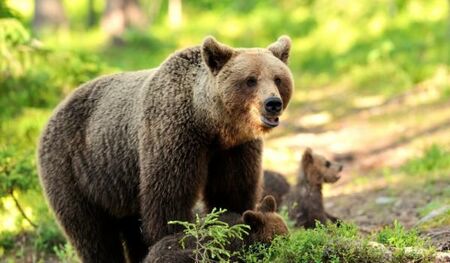 Защо мечките у нас са намалели наполовина и как да станем техни закрилници