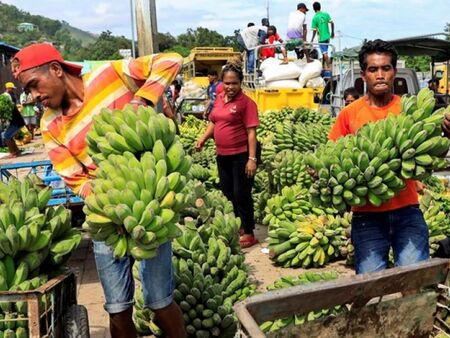 Бананите са пред изчезване заради мистериозно заболяване