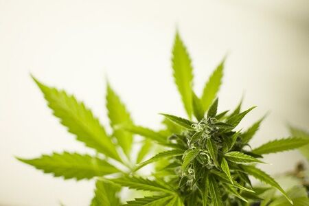За и против легализирането на марихуаната
