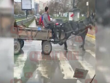 Абсурд: Пешеходна пътека в София за коне