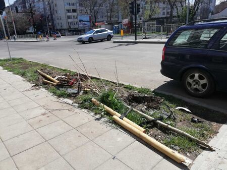 Две от новозасадените дървета по бул. "Демокрация" вече са убити