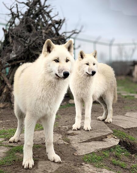 В Зоо Бургас утре ще празнуват рождения ден на полярните вълци Аманда и Марая
