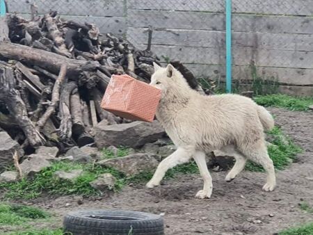Ето как в Зоо Бургас празнуваха рождения ден на полярните вълци Аманда и Марая