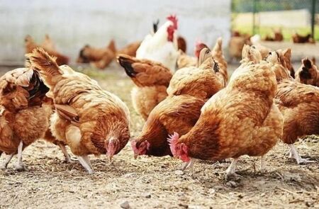 Огнище на птичи грип установиха в Пловдивско, умъртвяват 40 хиляди кокошки