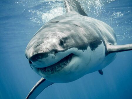 Гмуркач засне аномално едра акула