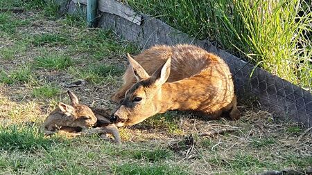Две сърни родиха едновременно малките си в ЗооБургас