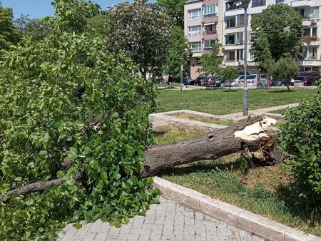 На косъм от трагедия! Изгнило дърво падна в Борисовата градинка и стресна бургазлии