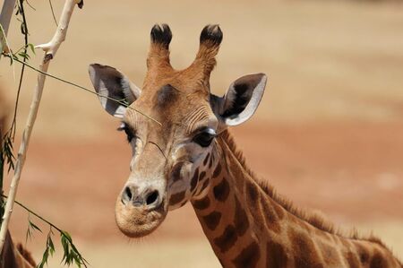 Евтаназираха най-възрастния мъжки жираф в Европа
